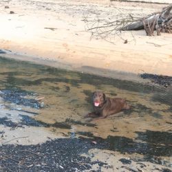 biggie-in-water-kewarra-beach