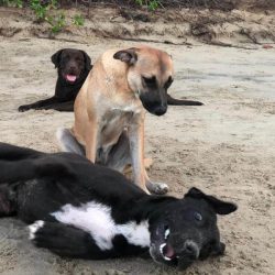 biggie-oreo-baloo-kewarra-beach