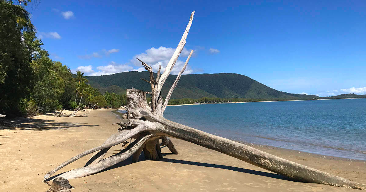 Kewarra Beach Fallen tree