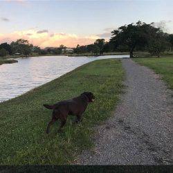 biggie running around barron waters dog park