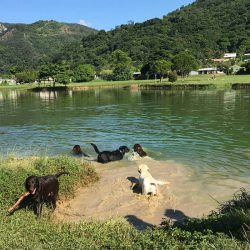 labrador meetup barron waters