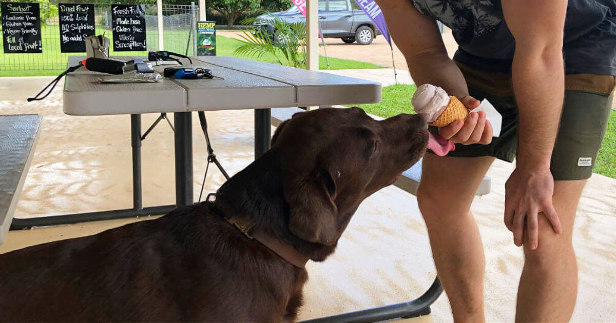 biggie eating ice cream at emerald creek ice creamery