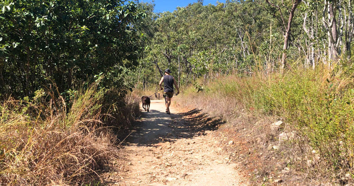 dog friendly walking track emerald creek falls