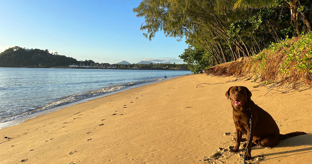 Dog-Friendly Beaches in Half Moon Bay: An Ultimate Travel Guide