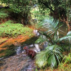 creek at Tropical Woopen Creek Camping