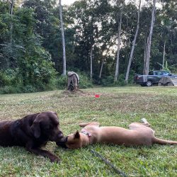 Biggie and Oreo Shambala Campground