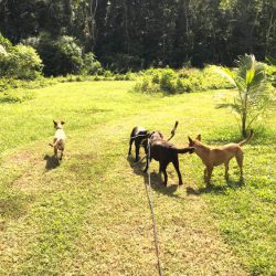 shambala-camp-ground-dog-friendly-camping-bloomfield-track