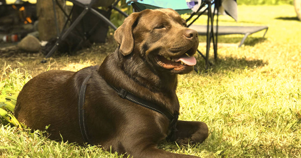 Biggie relaxing at Shambhala Campground