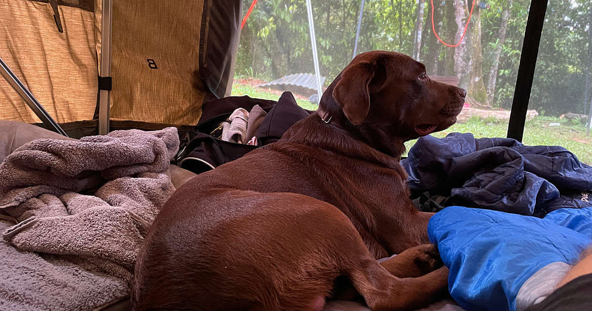 Biggie in the tent at tropical Woopen Creek