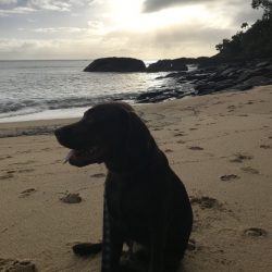 biggie enjoying the sun trinity beach