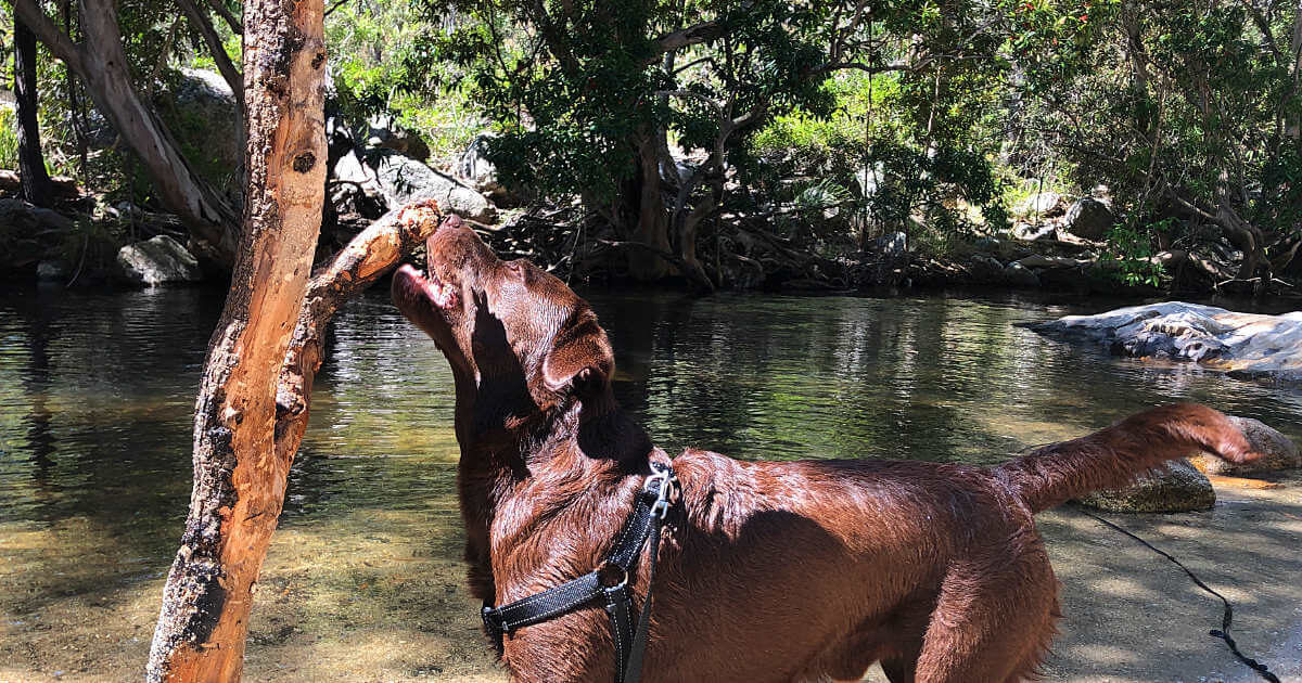 Biggie at Emerald Creek