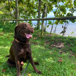 Biggie happy at holloways beach