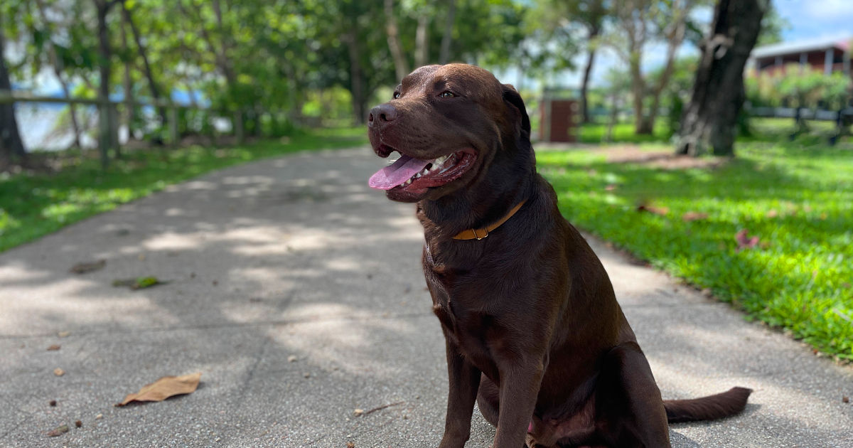 Biggie Relaxing and enjoying the views