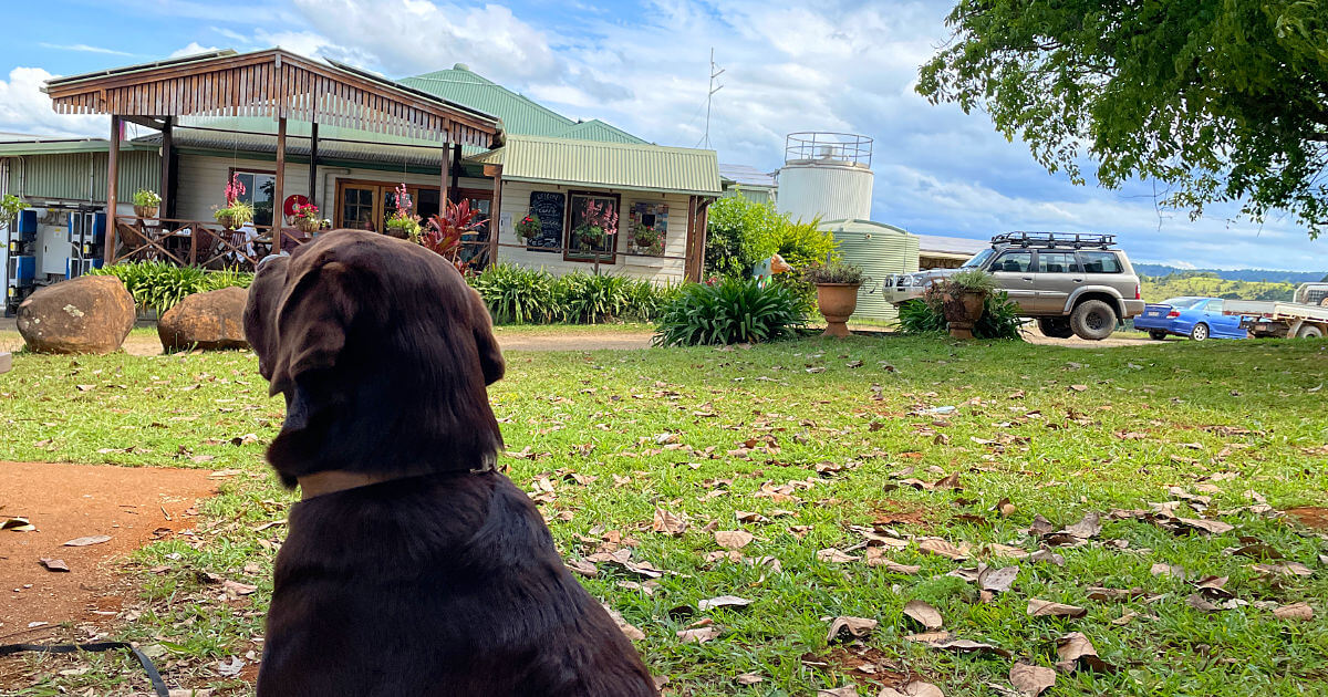 Biggie at Mungalli Creek Dairy Cafe which is Dog Friendly