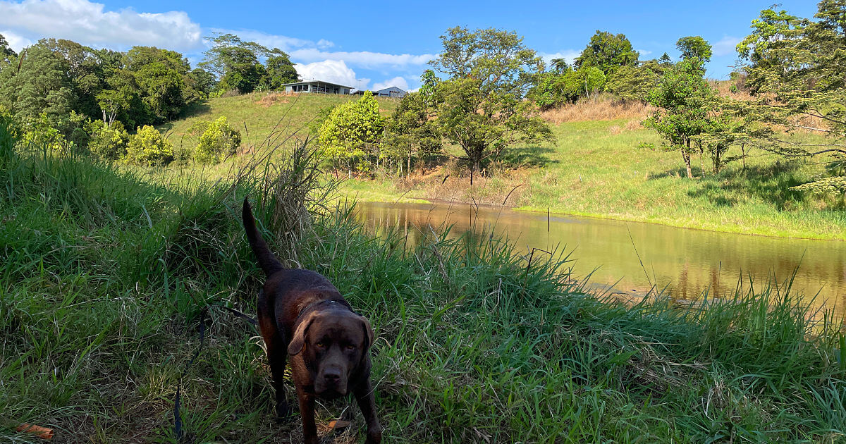 Biggie at the dam The Nest