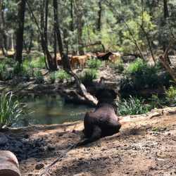 Biggie enjoying the cows at Woodleigh Station dog friendly camping