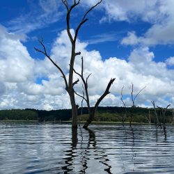 Genazzano Campground Tree In Lake Tinaroo